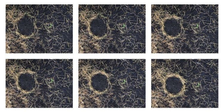 An image showing the progress of moving pine needles which are scattered to make a circle