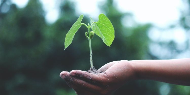 a person holds a sapling in the palm of their hand