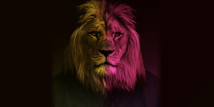 Lion's head on a black background with pink shadowing on lion's face