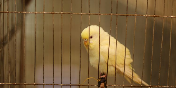 Canary in a cage