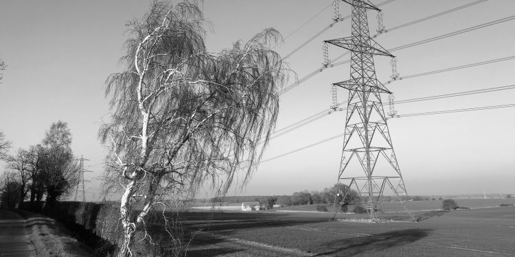 Black and white image of a tall tree with an electricity pylon in the background