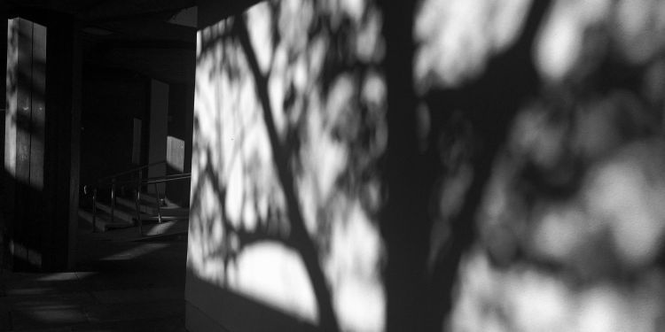 A black and white silhouette of a tree projected on a screen 