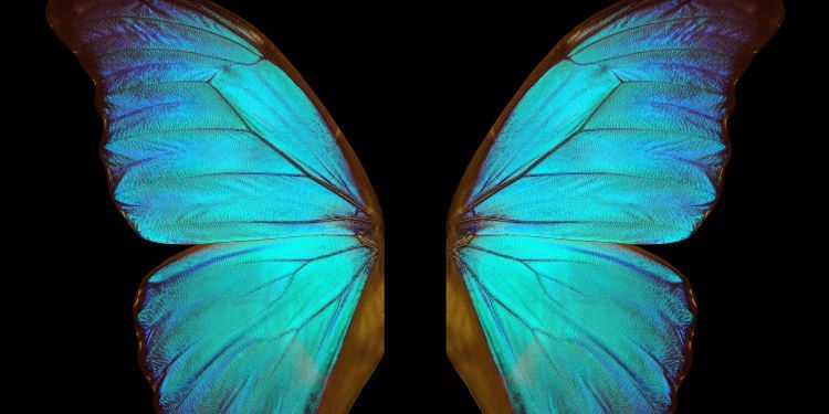 A beautiful blue butterfly, wings spread.
