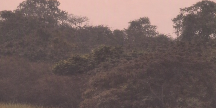 Pink sunset hues in a sky with a backdrop of trees