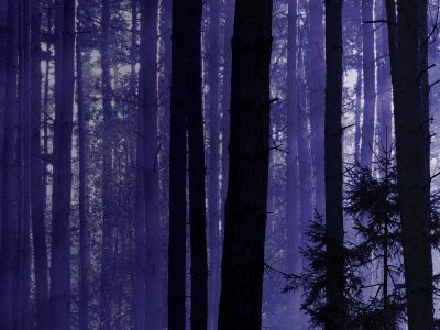 Forest with purple colour