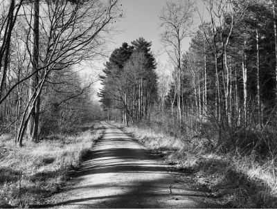 Julian Philips - Walk in the Woods