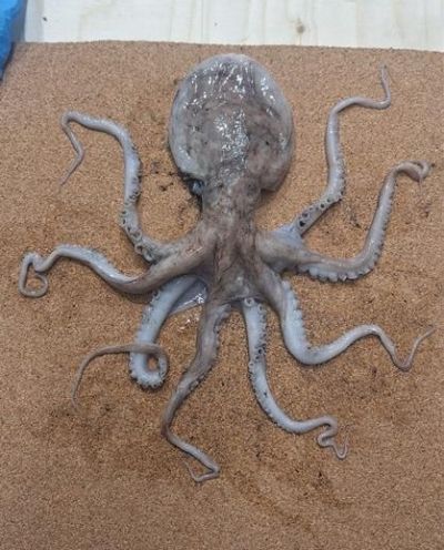 Octopus 3