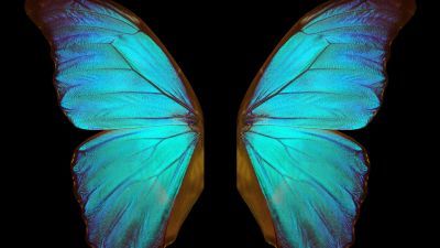 A beautiful blue butterfly, wings spread.